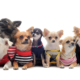7 chihuahuas with clothes and necklaces for pet grooming franchise